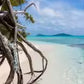 branche darbre plage