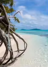 branche darbre plage