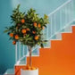 escalier orange et blanc arbre assorti