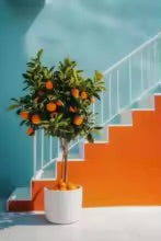 escalier orange et blanc arbre assorti