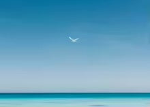 Oiseau dans les airs au-dessus de locean