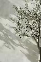 peinture-arbrer-avec-ses-feuilles