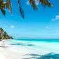 plage palmier foret