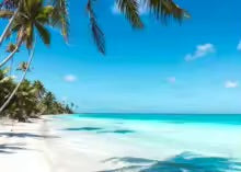 plage palmier foret